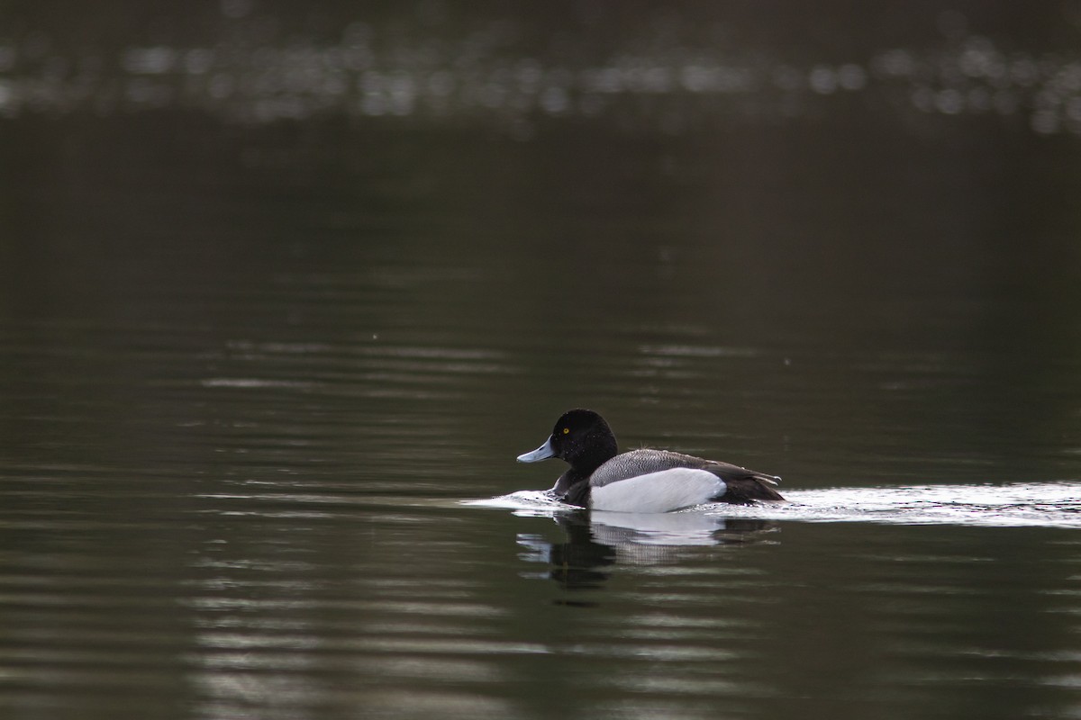 Greater Scaup - ML382803901