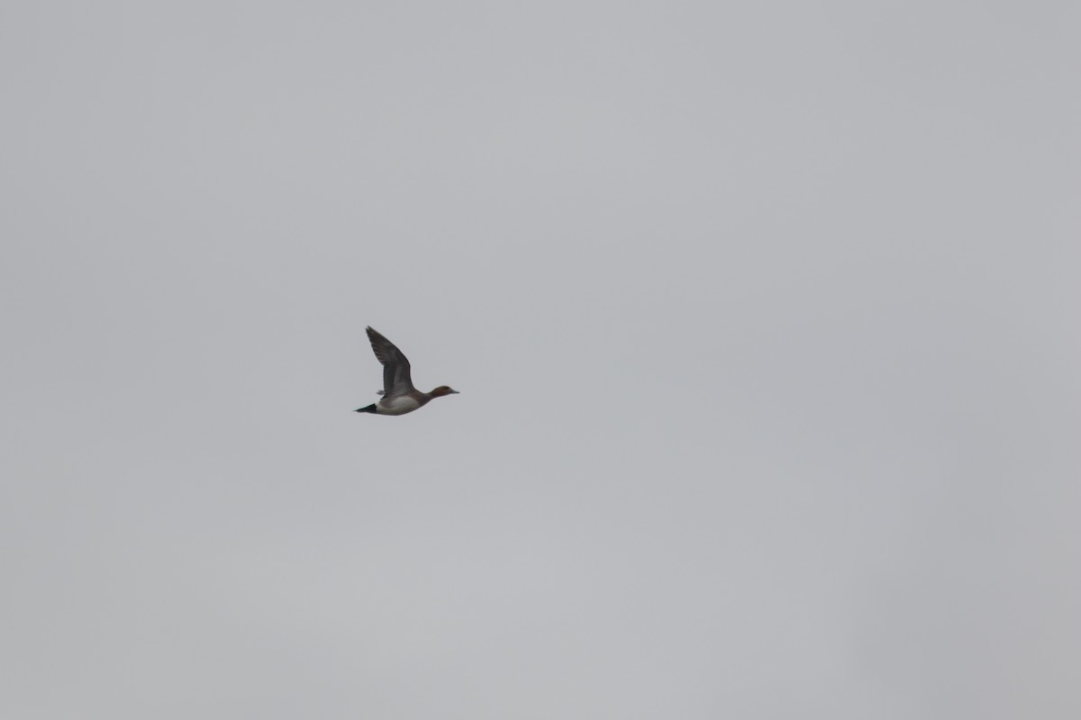 Eurasian Wigeon - ML382803981