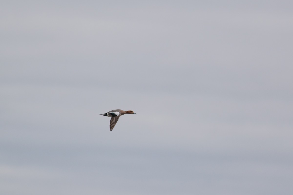 Eurasian Wigeon - ML382804001