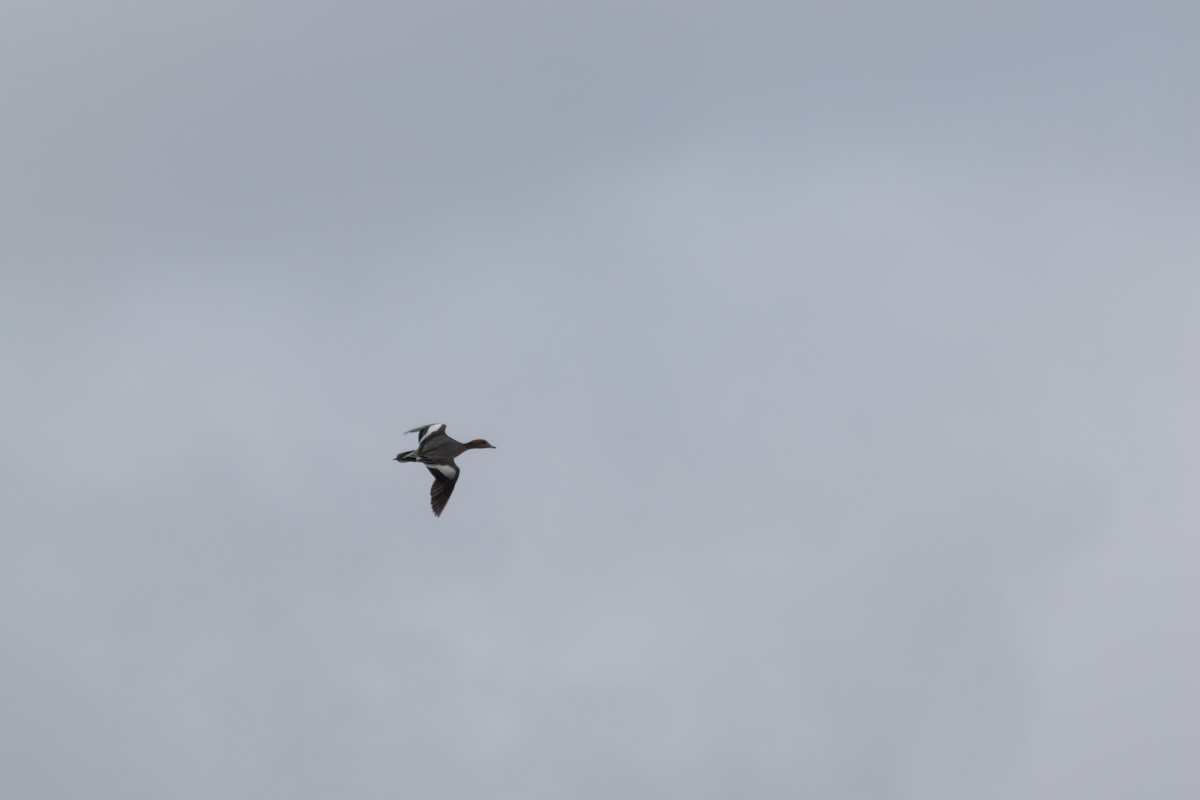 Eurasian Wigeon - ML382804011