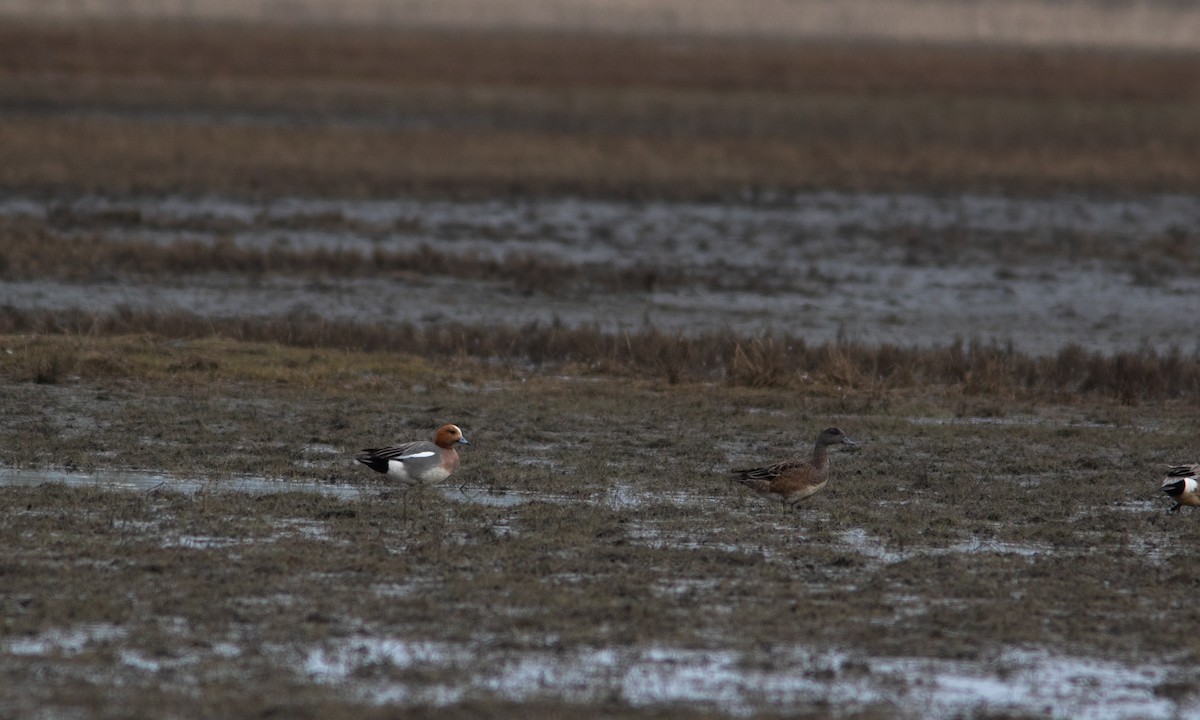 Eurasian Wigeon - ML382804021