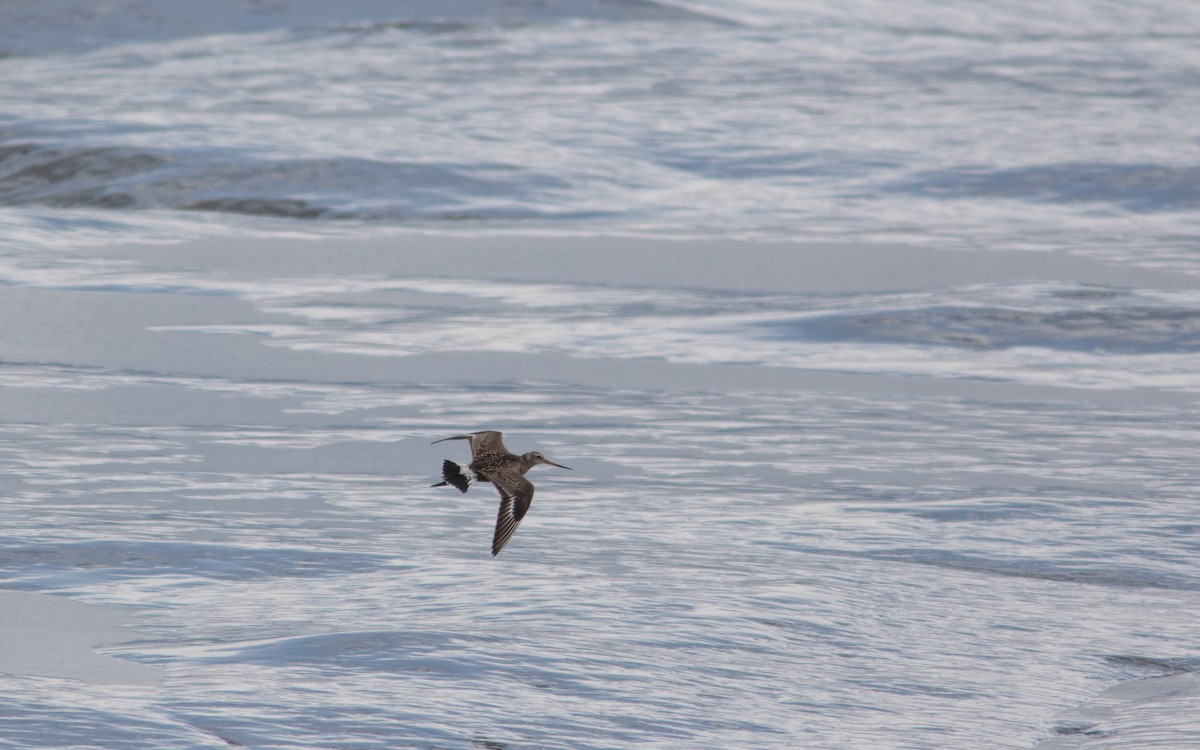 Hudsonian Godwit - ML382804271