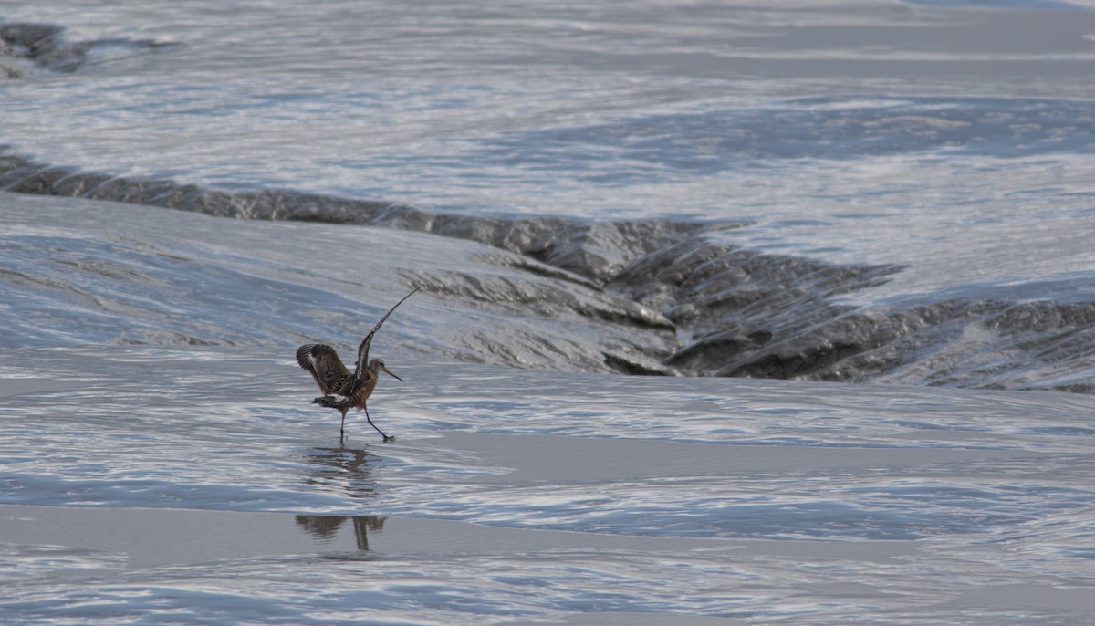 Hudsonian Godwit - ML382804291