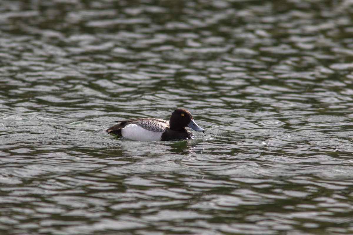 Lesser Scaup - ML382804591