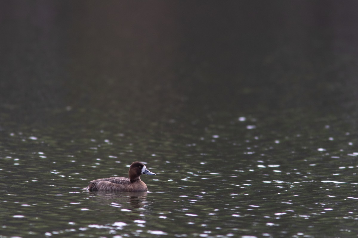 Lesser Scaup - ML382804821