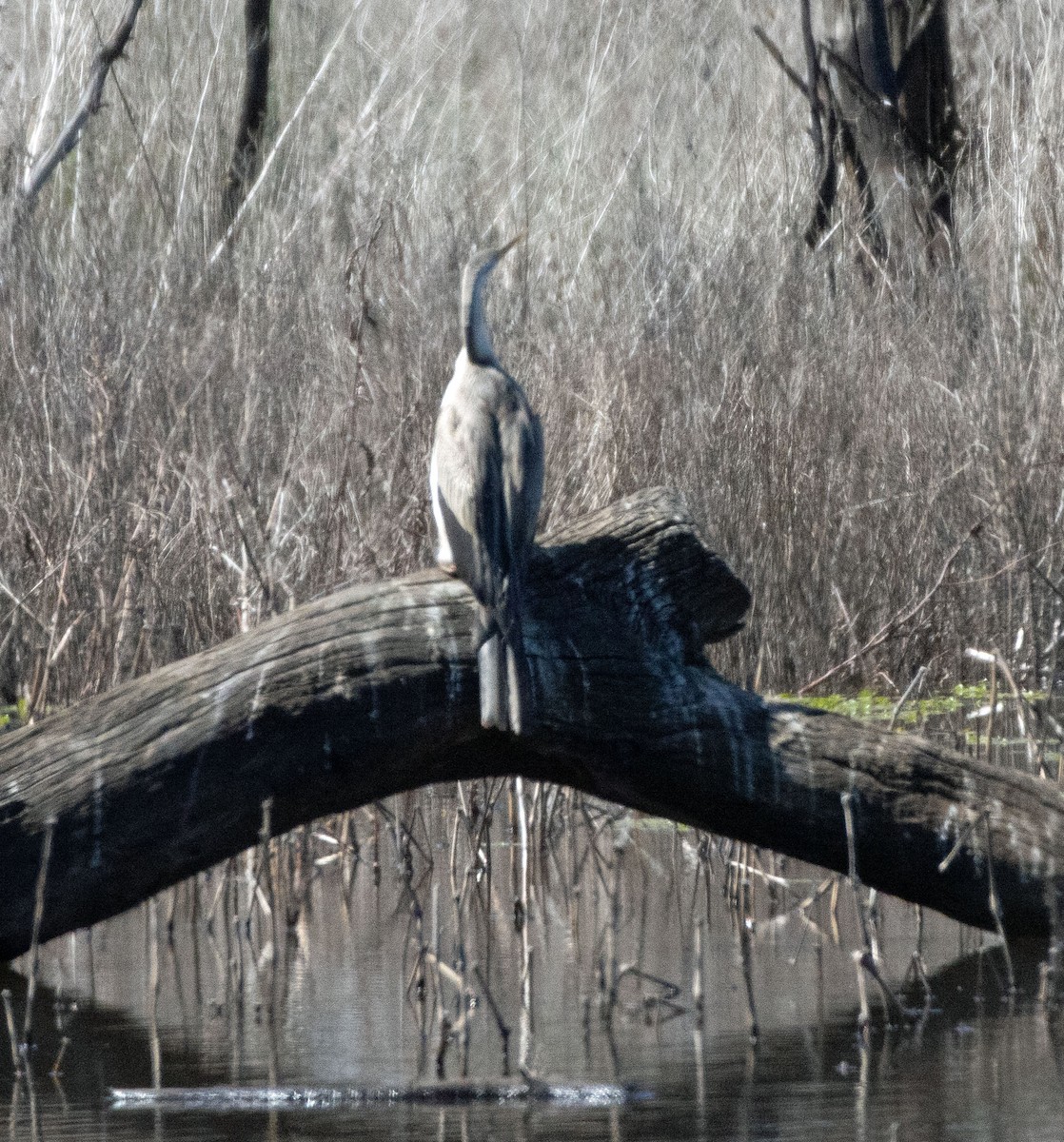 Australasian Darter - ML382805811