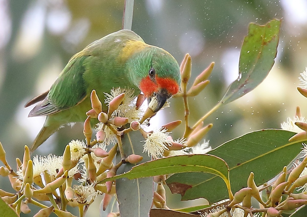 Little Lorikeet - ML38280601