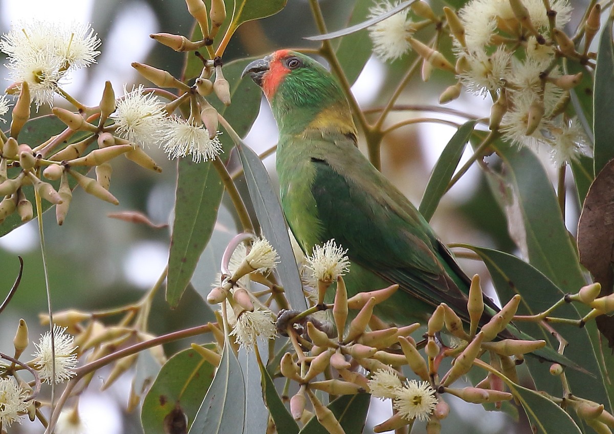 Little Lorikeet - ML38280651