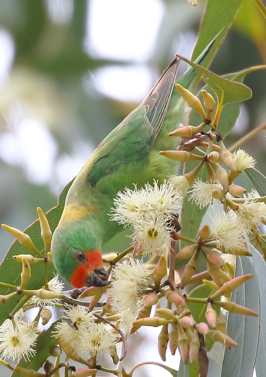 Little Lorikeet - ML38280661