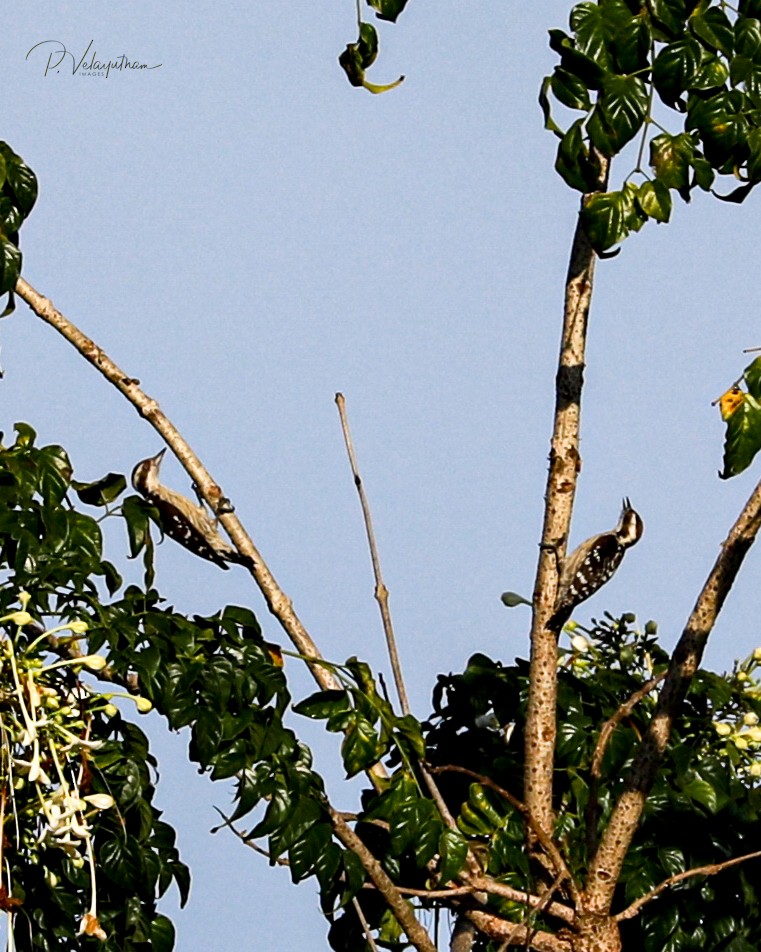 Brown-capped Pygmy Woodpecker - ML382809911