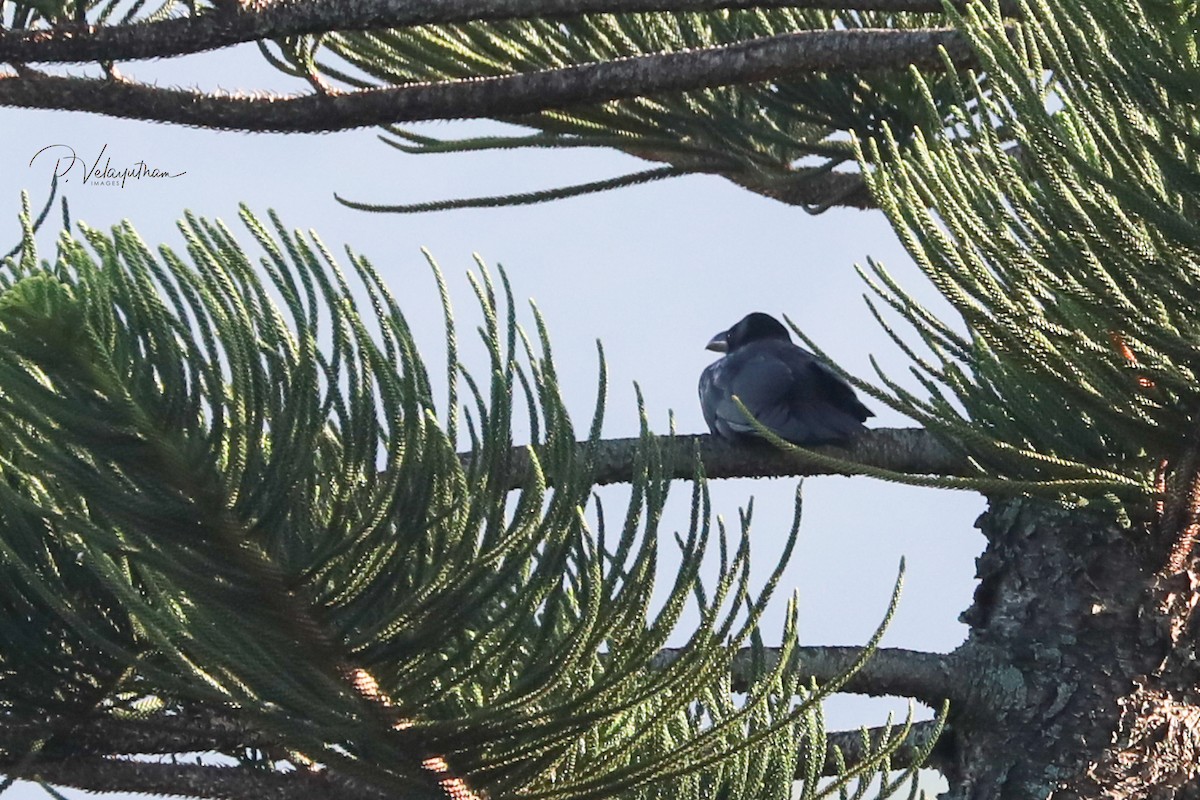 Corbeau à gros bec - ML382809981