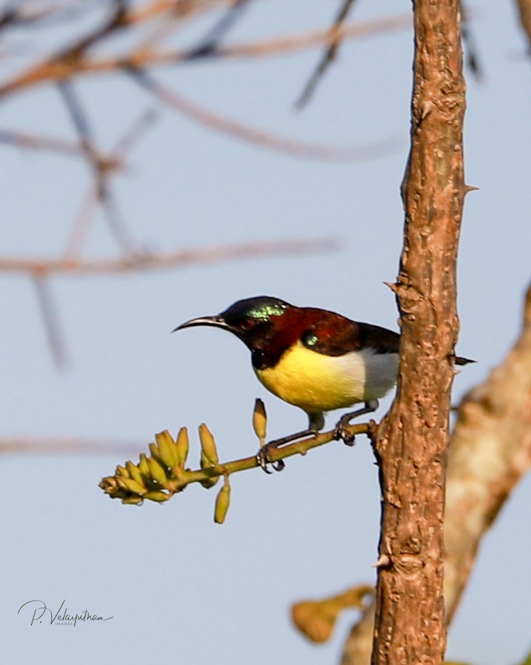 Purple-rumped Sunbird - ML382810001