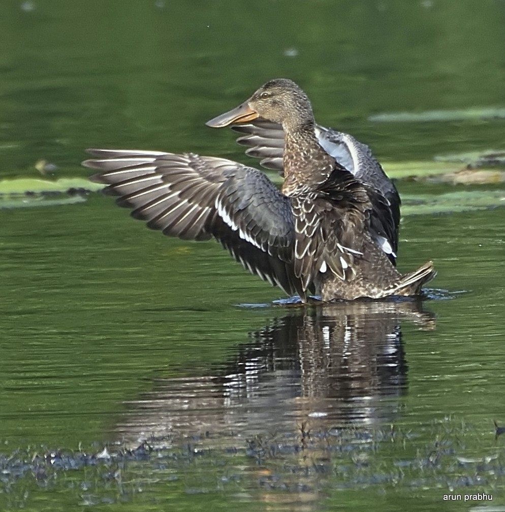 Northern Shoveler - ML38281011