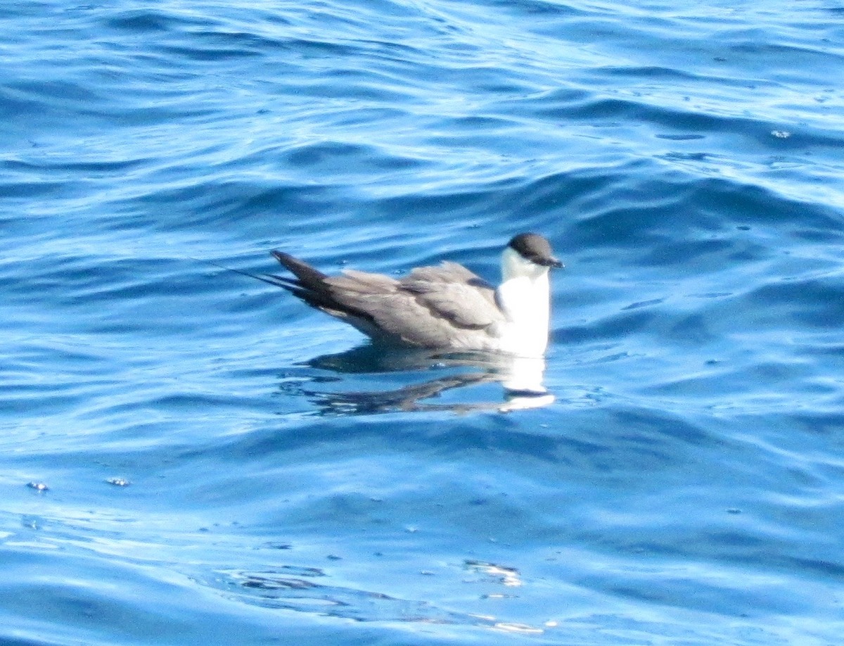 Long-tailed Jaeger - Sharon Somers