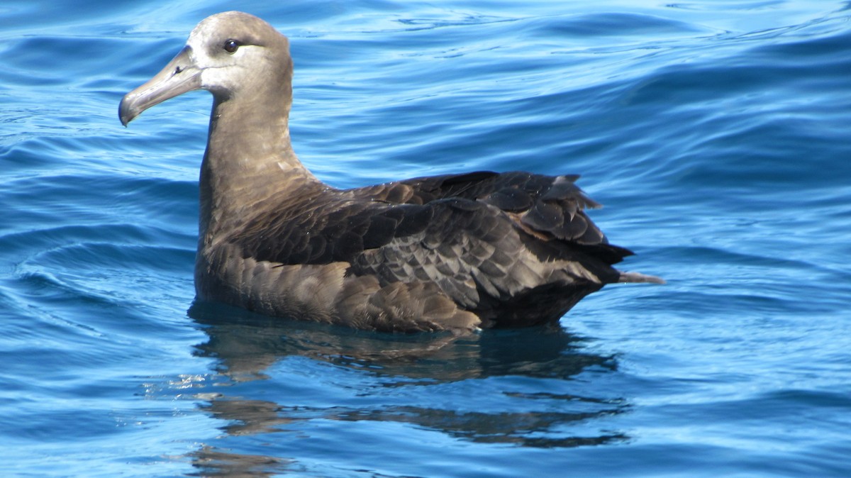 Черноногий альбатрос - ML382810511