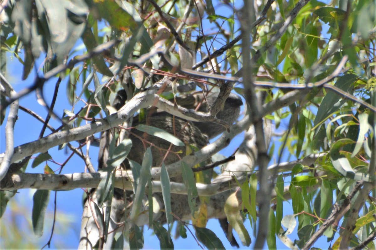 Apostlebird - ML382813971