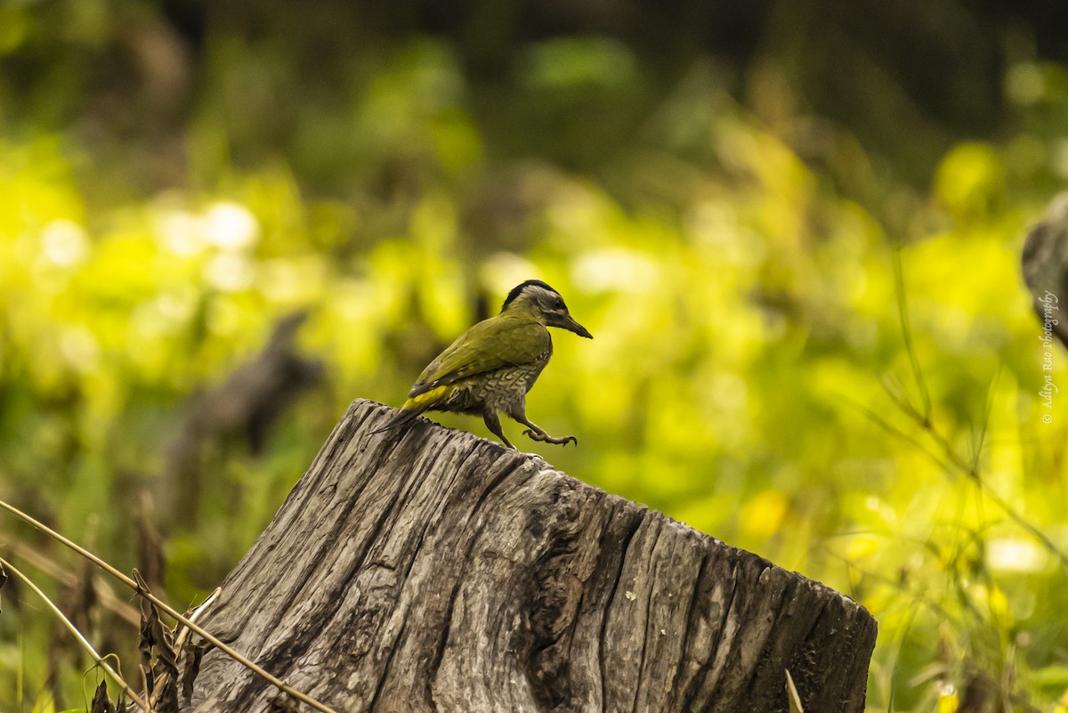 Streak-throated Woodpecker - ML382816541