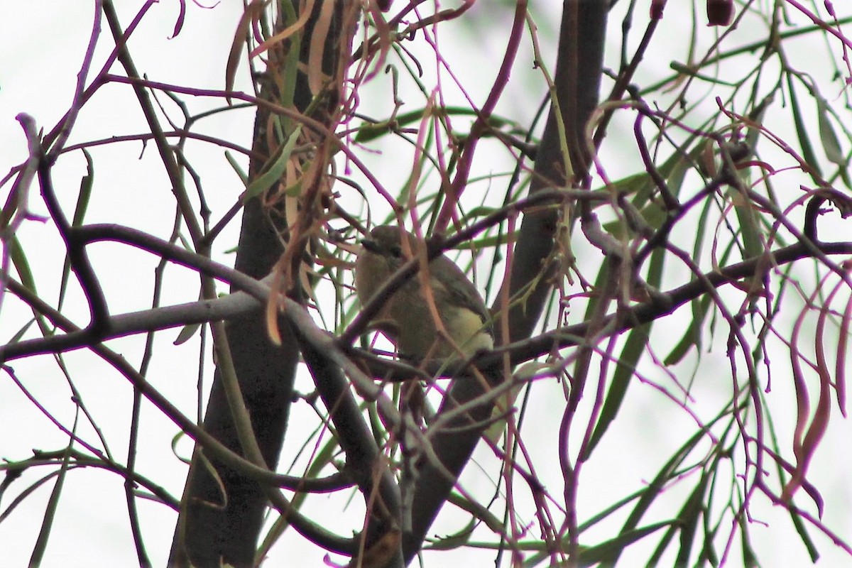 Yellow Thornbill - Leonie Beaulieu