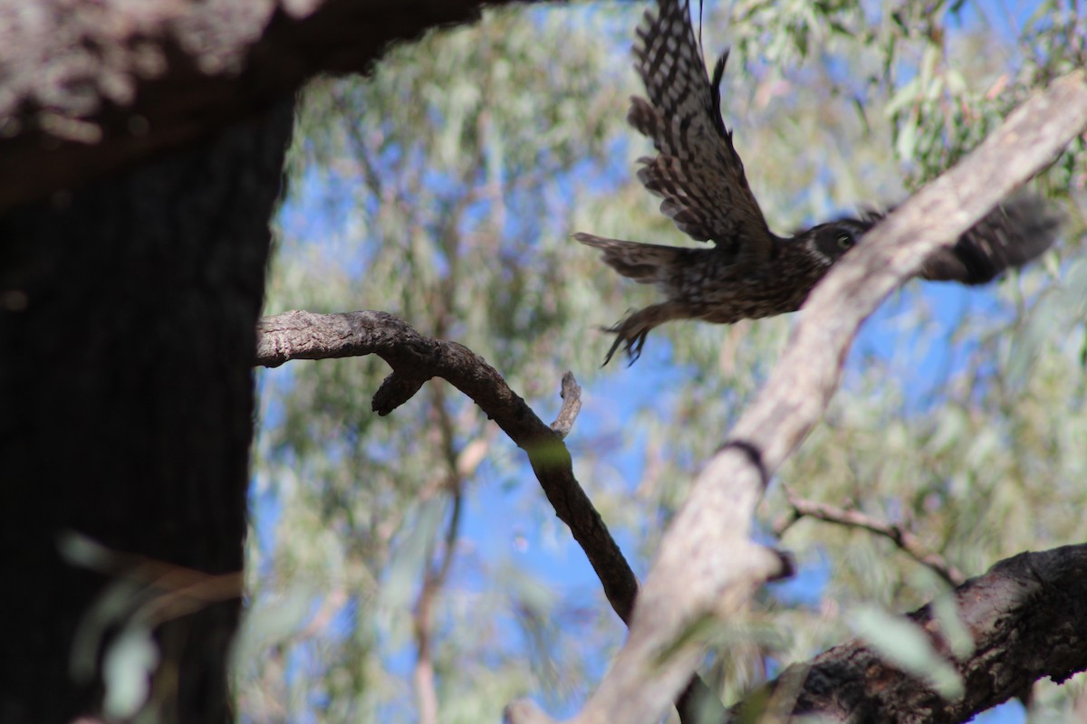 Австралийская иглоногая сова [группа boobook] - ML382816991
