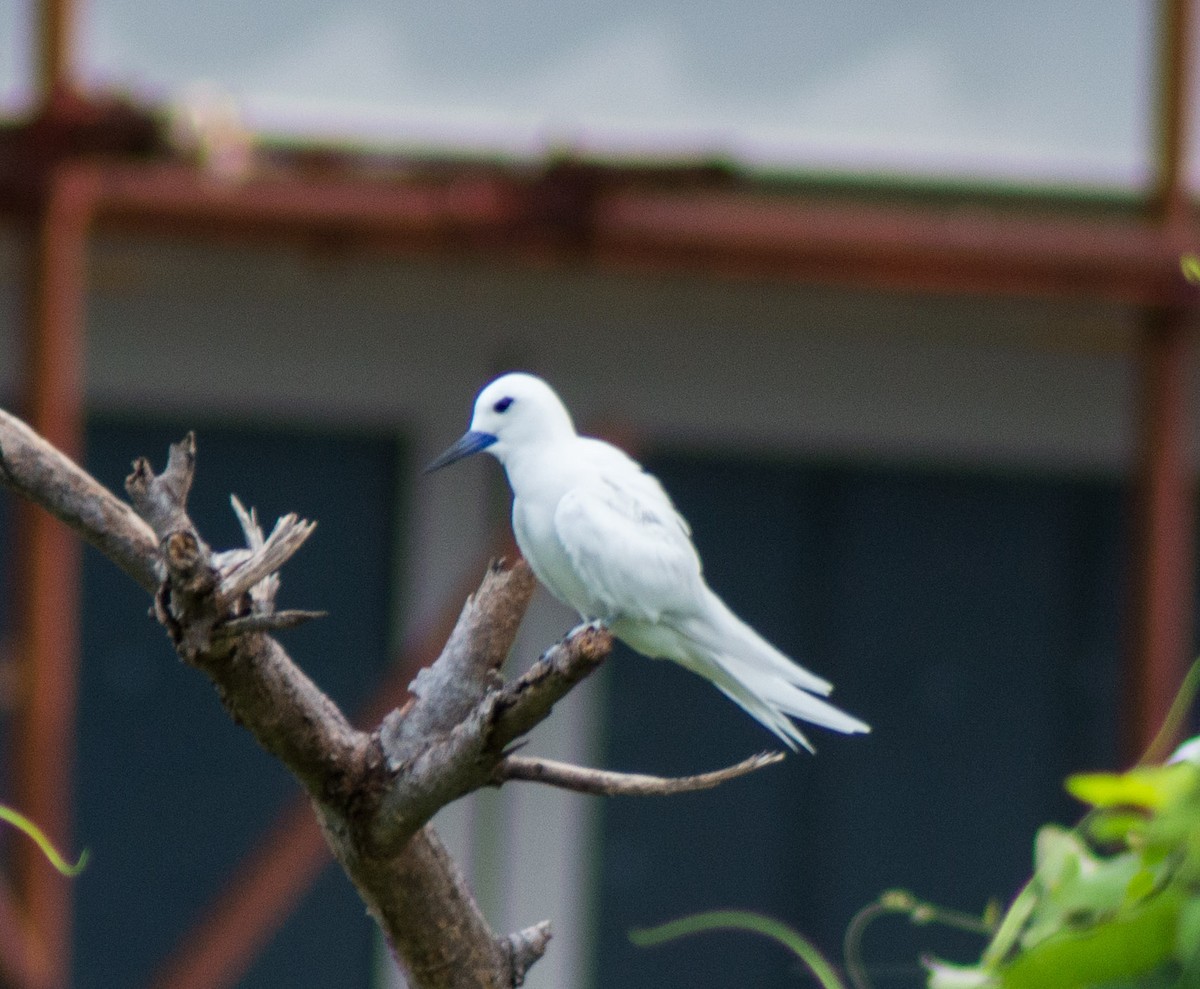 White Tern (Pacific) - ML382817051