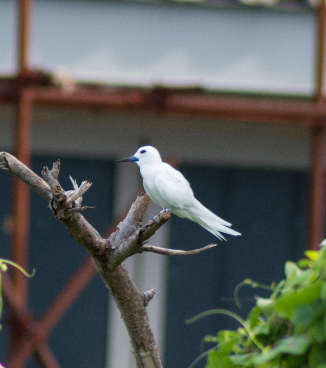 White Tern (Pacific) - ML382817071