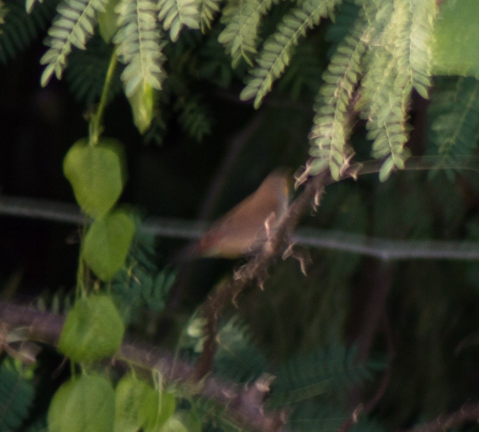 Orange-cheeked Waxbill - Trenton Voytko