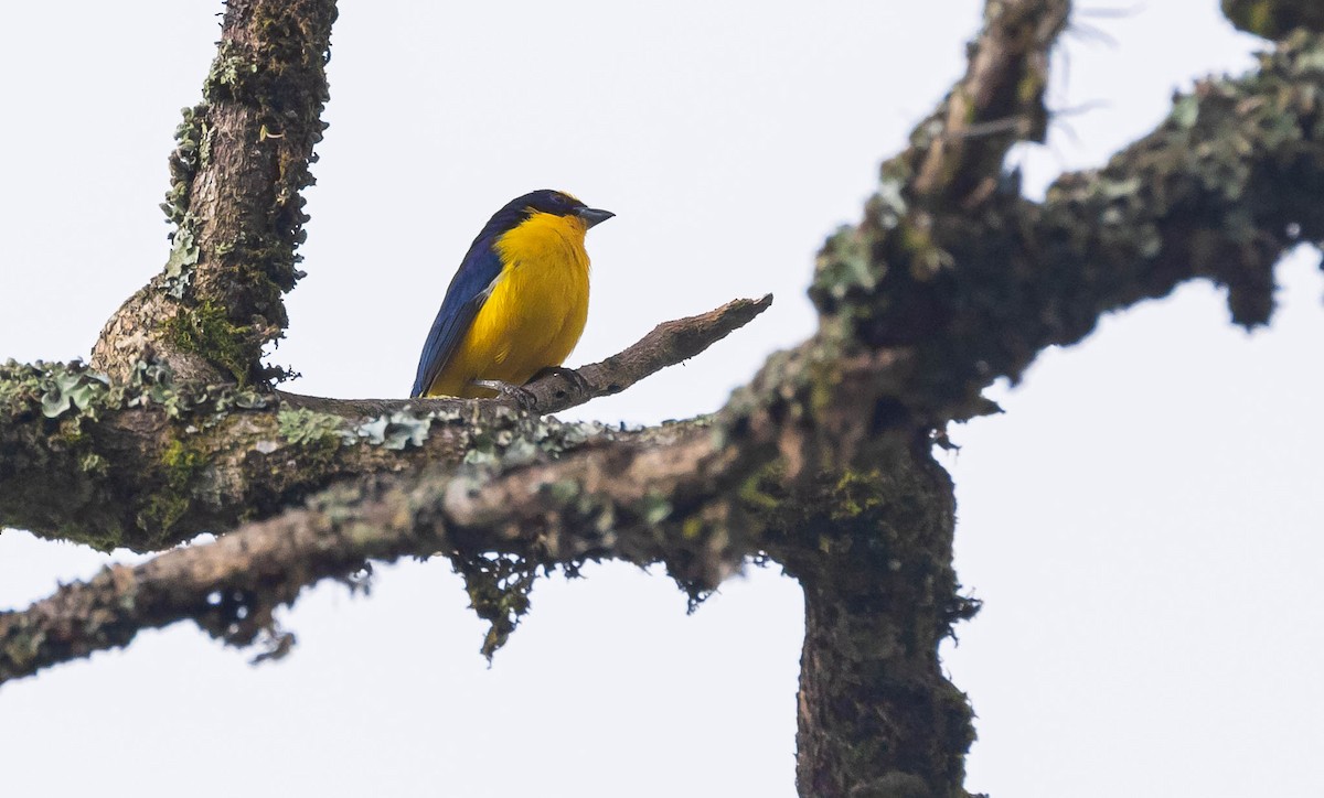 Thick-billed Euphonia - ML382818081