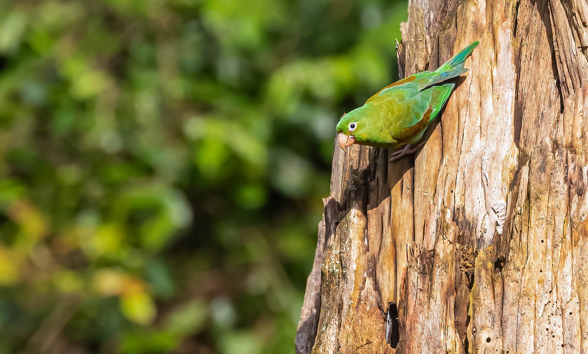 Orange-chinned Parakeet - David Monroy Rengifo