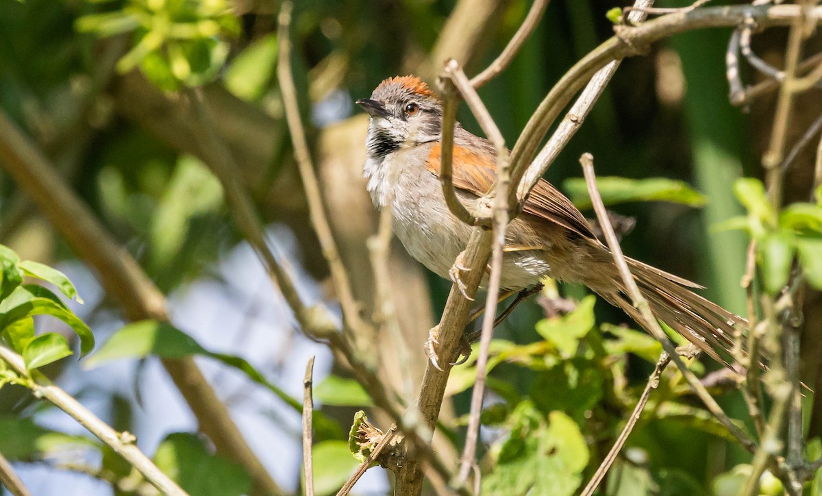 Pale-breasted Spinetail - ML382818331