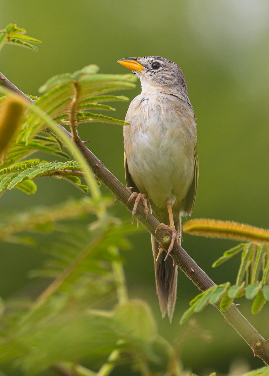 Wedge-tailed Grass-Finch - ML382818431