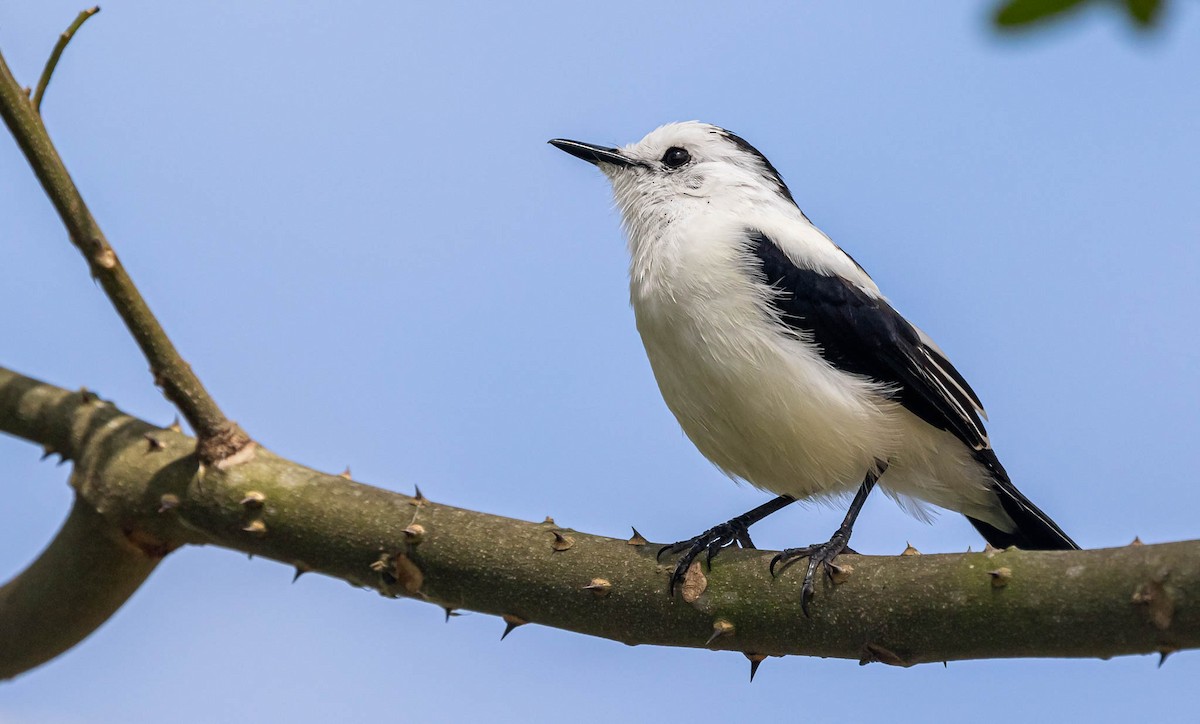 Pied Water-Tyrant - ML382818511