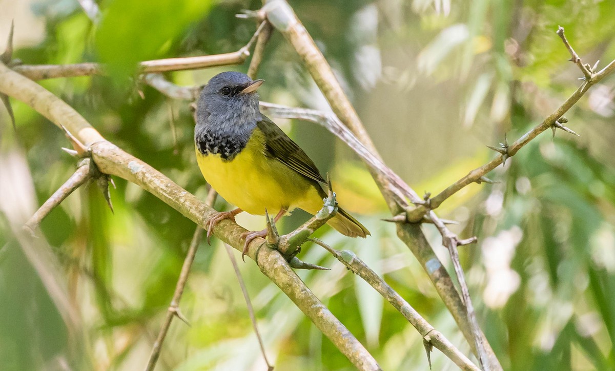 Mourning Warbler - ML382818831