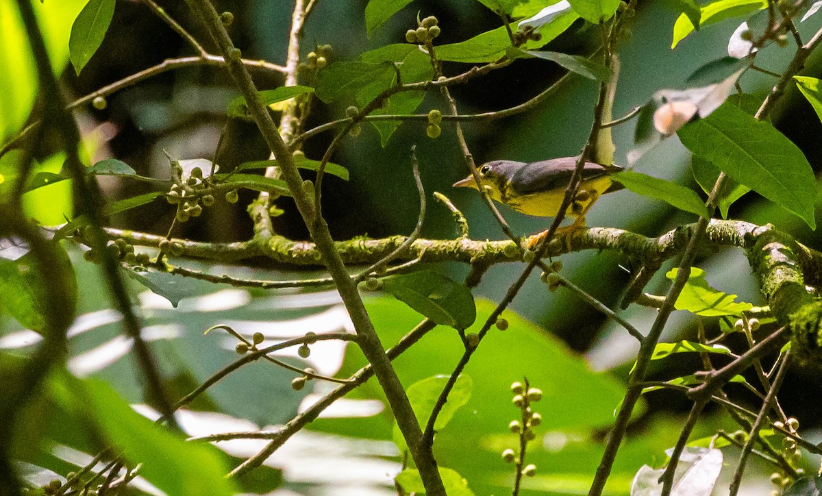 Canada Warbler - David Monroy Rengifo