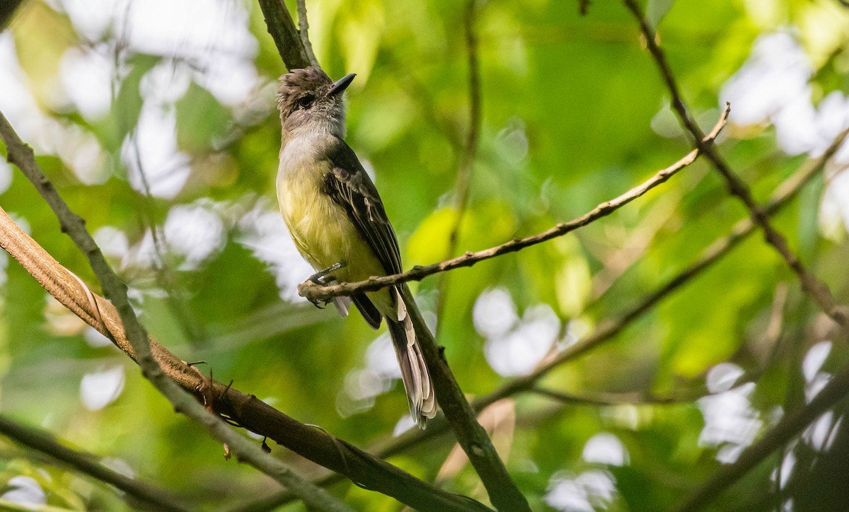 Apical Flycatcher - David Monroy Rengifo