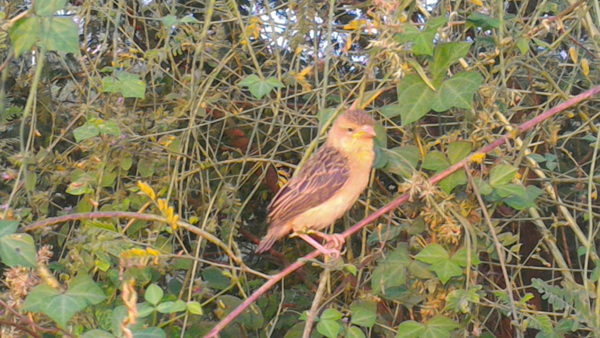 Baya Weaver - ML38282021