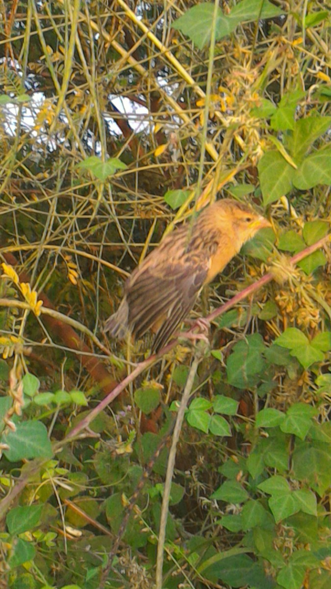 Baya Weaver - ML38282101