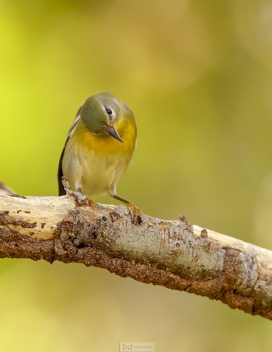 Kuzeyli Parula - ML382822061