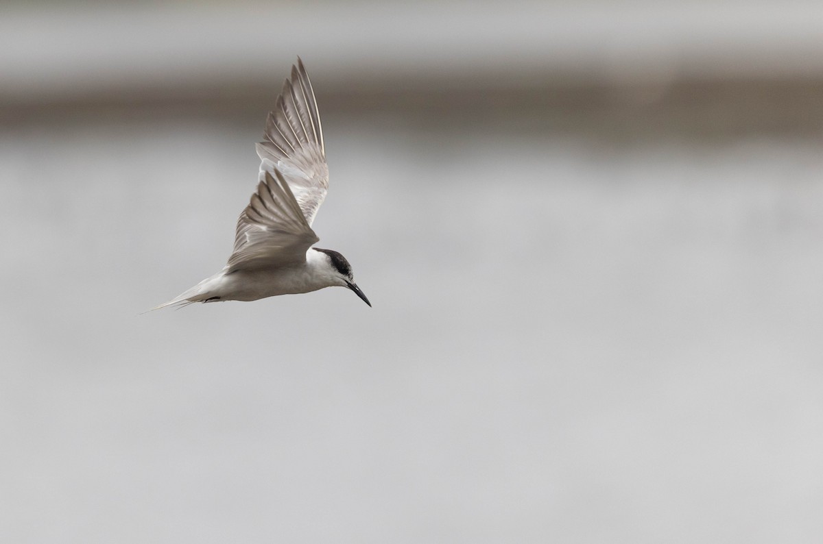 Common Tern - ML382822221