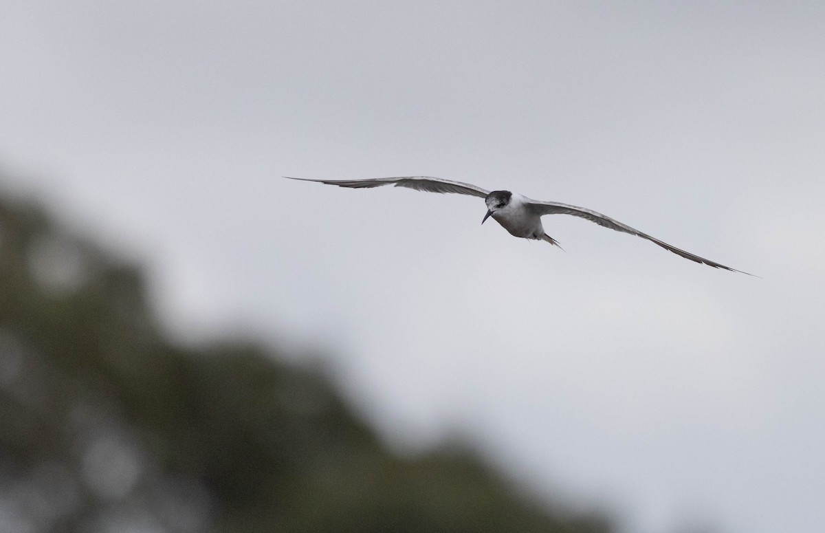 Common Tern - ML382822301