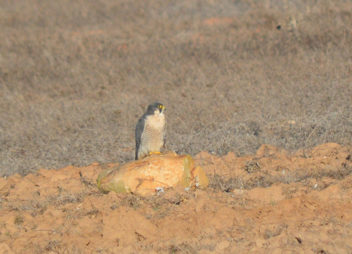 Peregrine Falcon - ML382822501