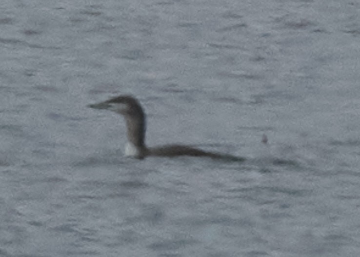 Red-throated Loon - ML382822511