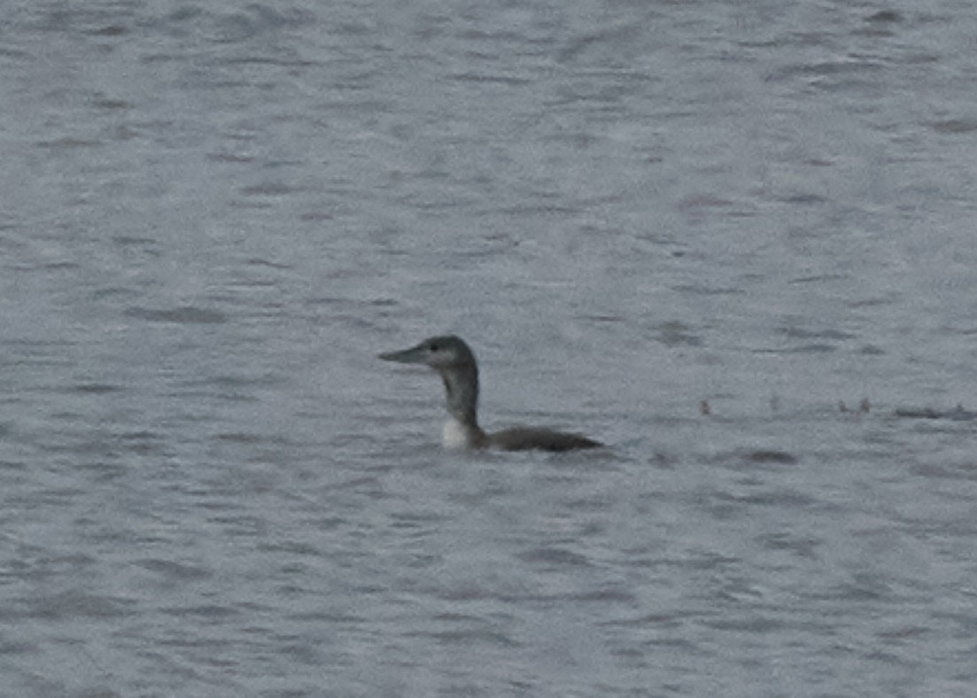 Red-throated Loon - ML382822521