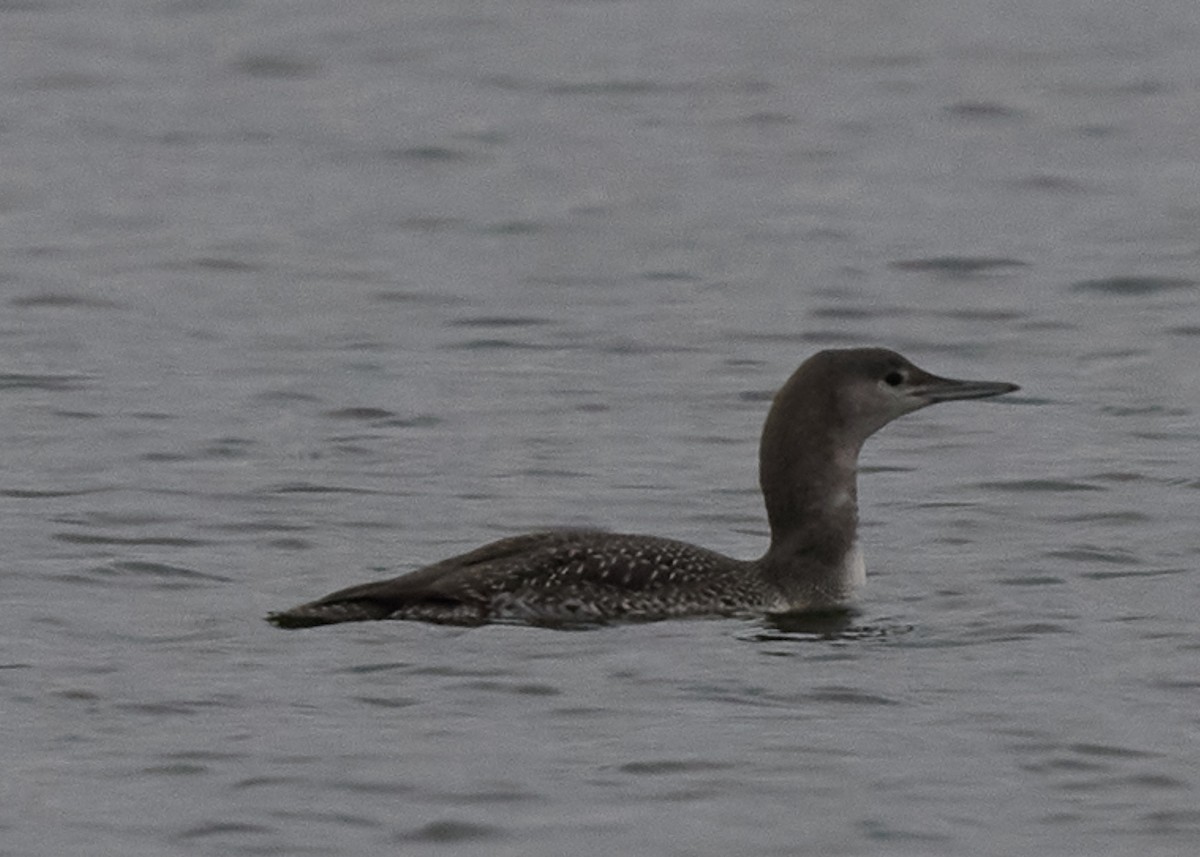 Red-throated Loon - ML382822531