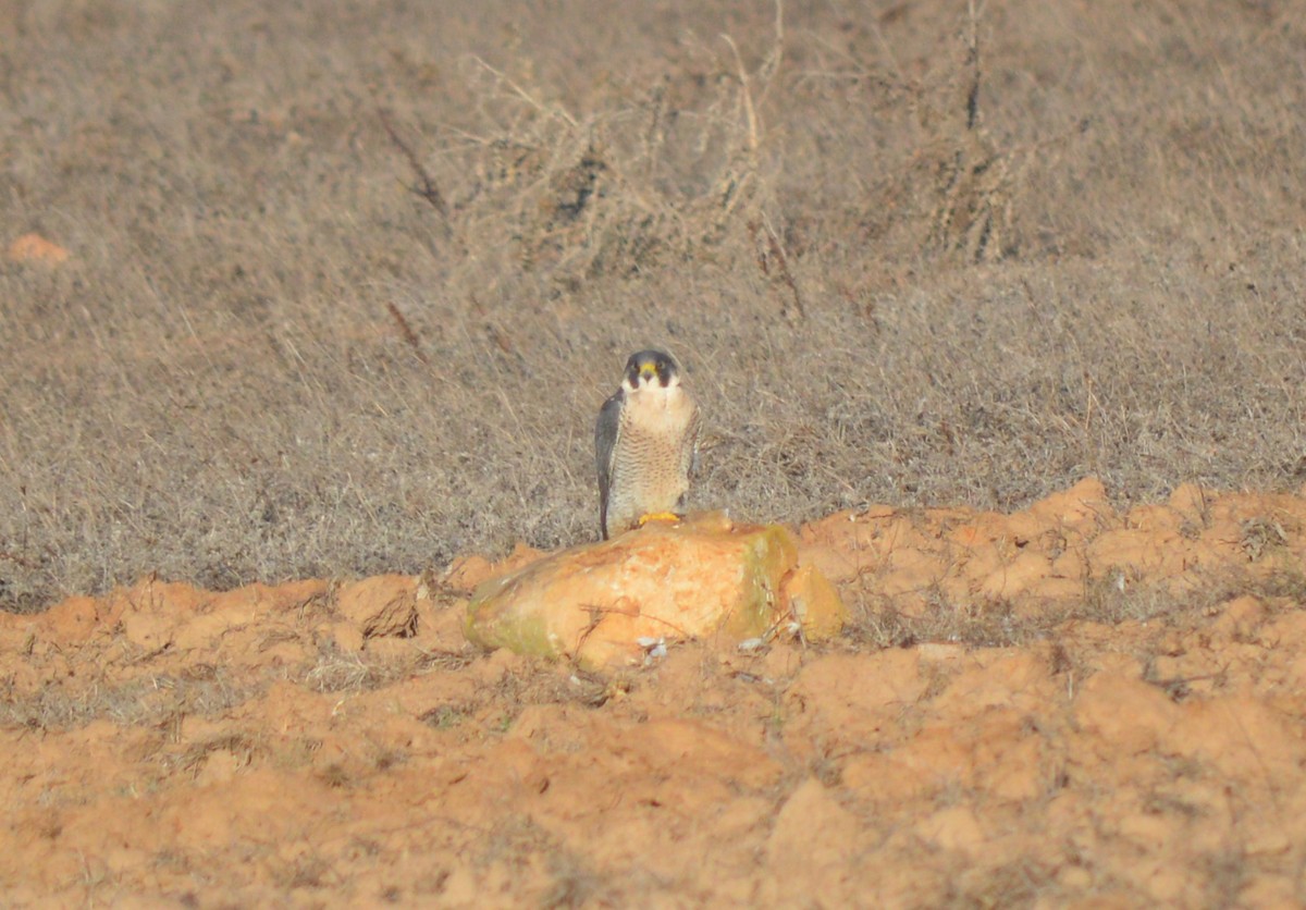 Peregrine Falcon - ML382822571