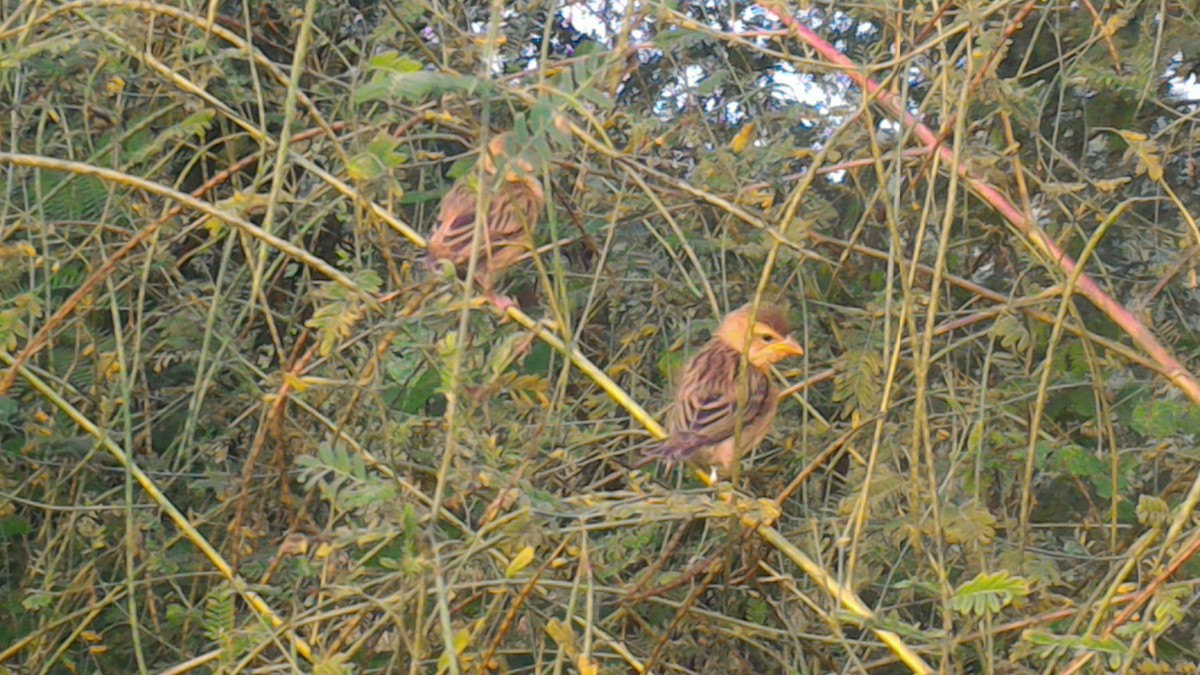 Baya Weaver - ML38282401