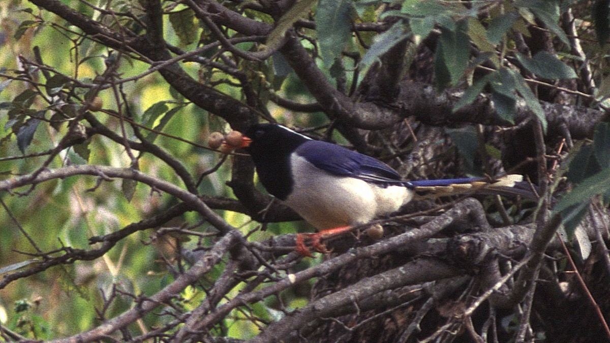 Red-billed Blue-Magpie - ML382824061