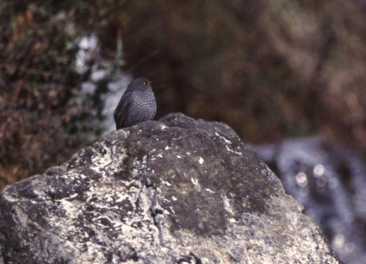 Plumbeous Redstart - ML382824371