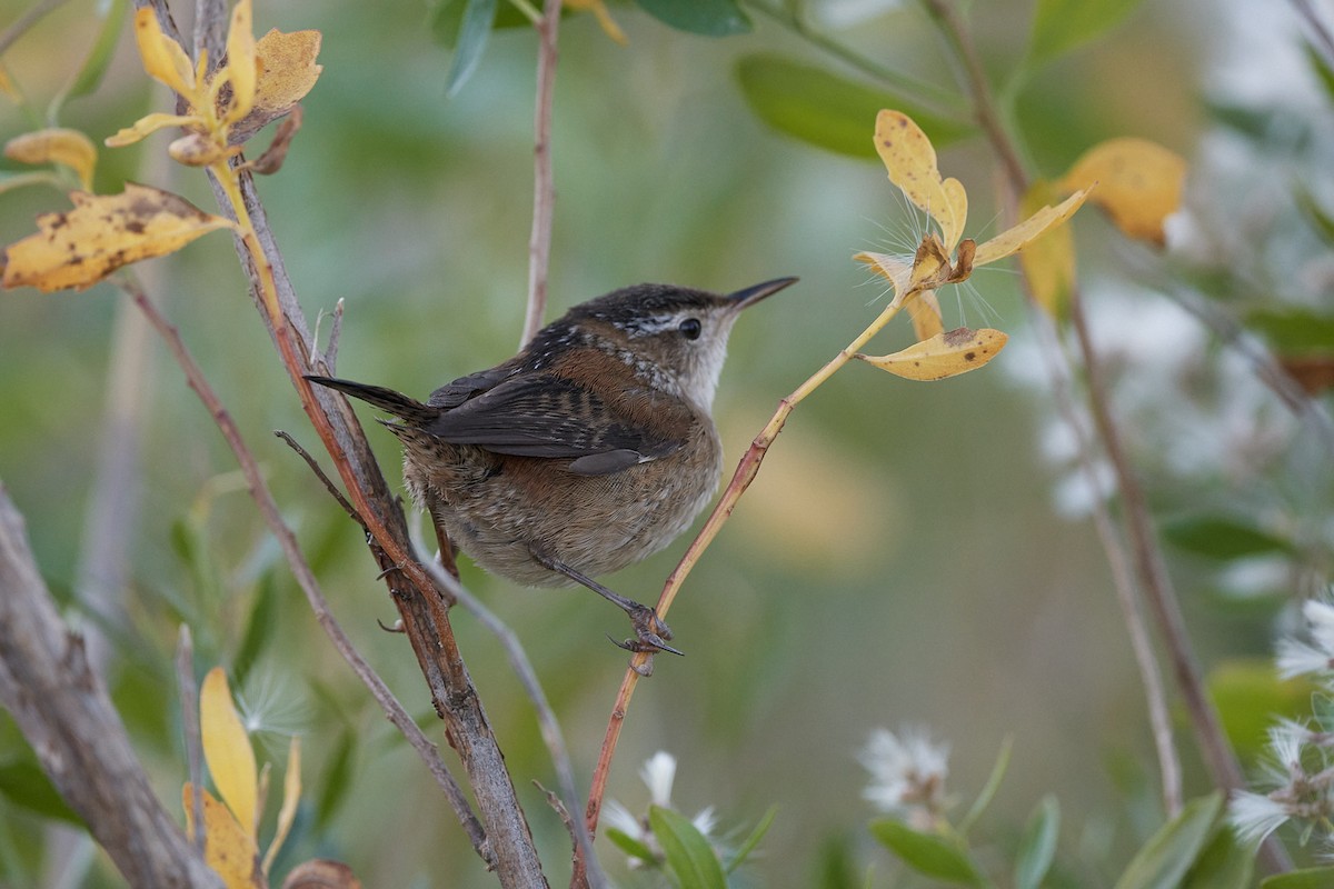 Marsh Wren - ML382824641