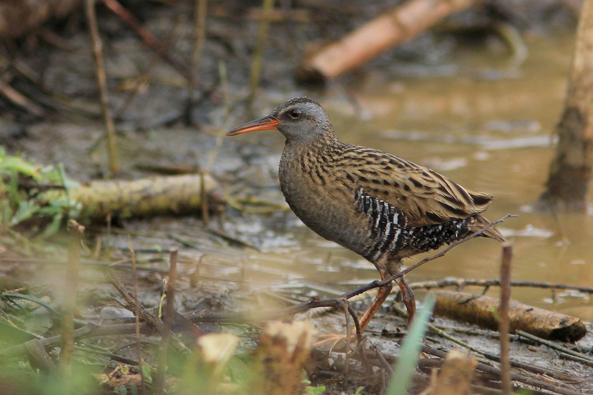 Brown-cheeked Rail - ML382824971