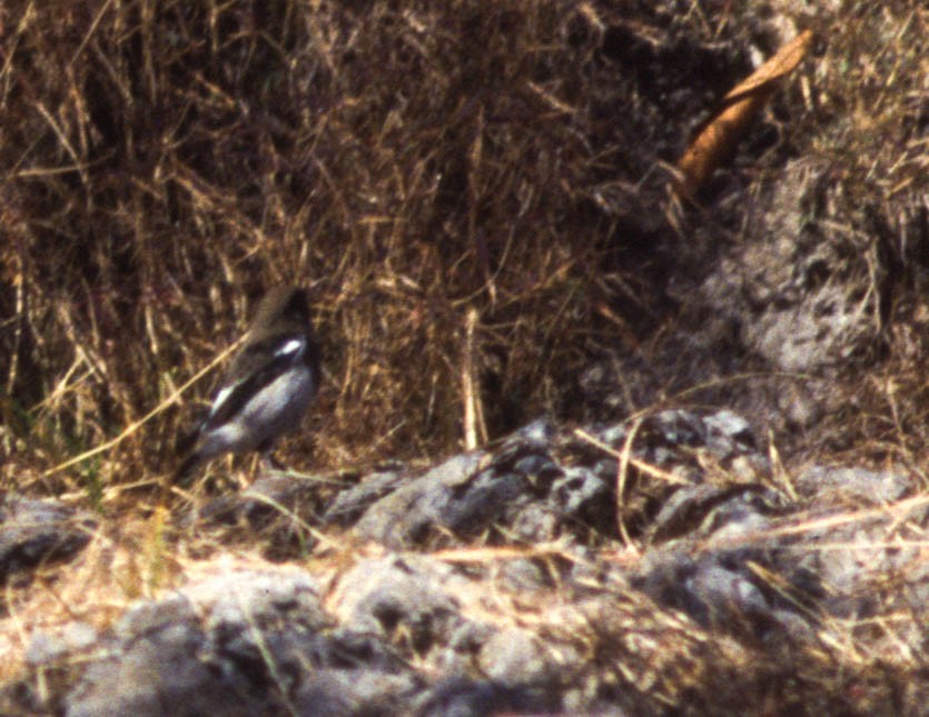Blue-capped Redstart - ML382825031